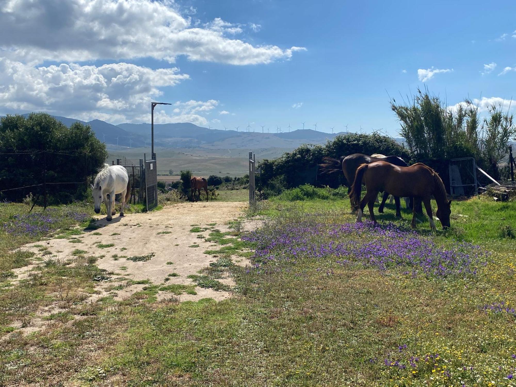 Rustic Cabin Tarifa 4 Guests 10 Minutes To Beach Exterior foto